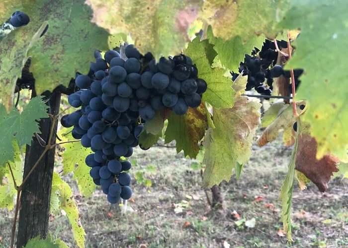 Alojamento de Turismo Rural Beata Vanna *